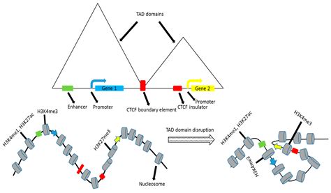 Genes Free Full Text Making Sense Of The Tangle Insights Into