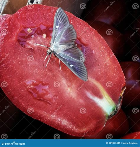 Tomato Moth Caterpillar In Action Stock Photography
