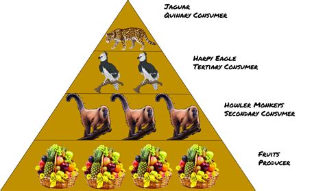 Food Chain And Food Pyramid