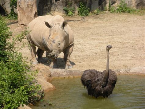 The Zoo Review Zoo Review Maryland Zoo In Baltimore