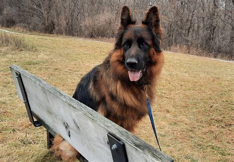 Breezy Meadows Long Coat German Shepherds