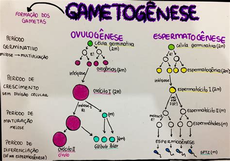 Gametogenese Mapa Mental - Gametogênese [resumos e mapas mentais] - Infinittus
