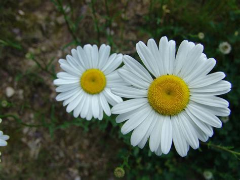 The Daisy Bloom Leaks: A Whistleblower's Nightmare – The Untold Consequences - ej3jwhy