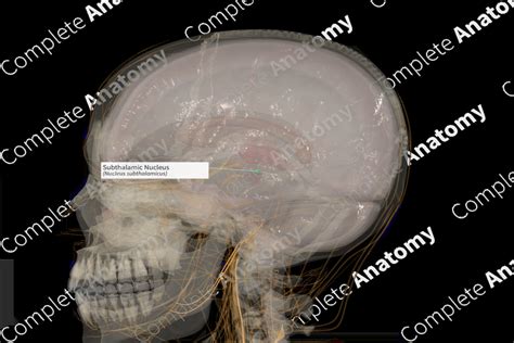 Subthalamic Nucleus (Right) | Complete Anatomy