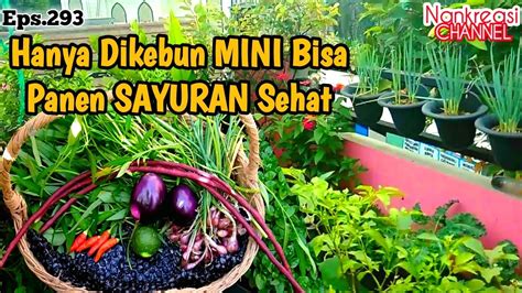 Hanya Dari Kebun Mini Dapat Aneka Sayuran Kebun Atap Eps 293 YouTube