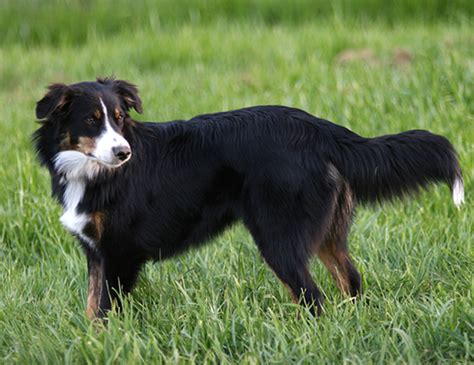 LIFE SPAN OF ENGLISH SPRINGER SPANIEL