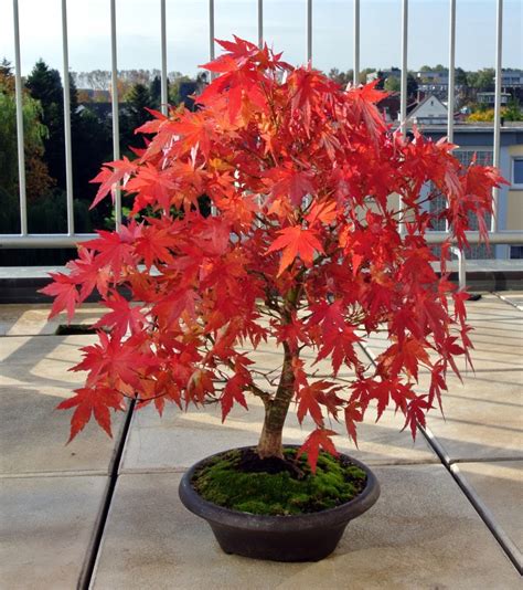 Japanese Maple Bonsai Acer Palmatum Growing And Care Guide Florgeous