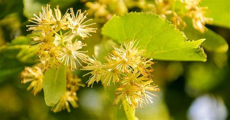 Як правильно заварювати липовий чай , щоб зберегти максимум вітамінів ...