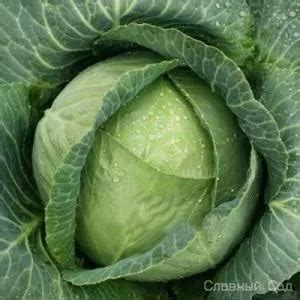 Семена Капуста белокочанная Грин Бой. Ранний гибрид.