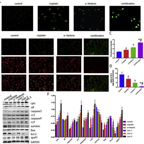 Hederin Combined With Cisplatin Promote Apoptosis Of Gc Cells A