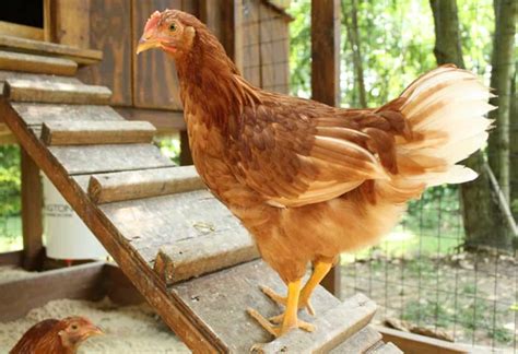 Golden Comet Chickens - Everything You Need to Know