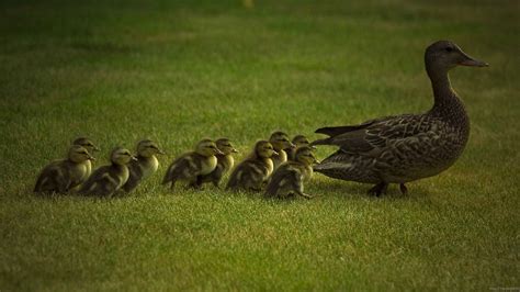 Download Baby Ducks Following Mommy Duck Wallpaper | Wallpapers.com