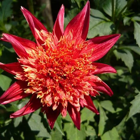 Dahlia Speech Tubers Shaw Green Dahlias 🇬🇧 Uk Trusted Company