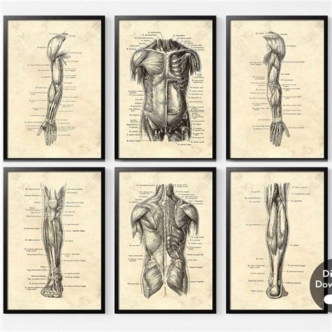 Anatomy Prompts Vintage