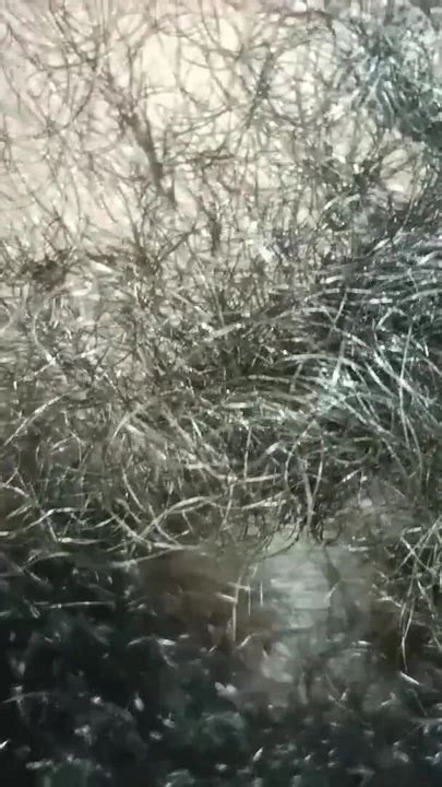 Iconic Moment From Indian Desi Sex Full Night Enjoy 69 69 Porn XHamster