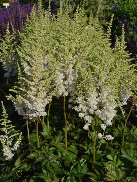 Vision in White Astilbe - Jeffries Nurseries