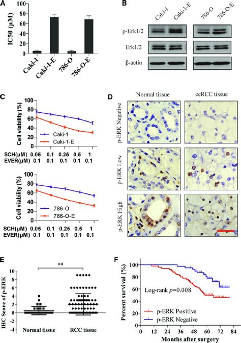 Activation Of Erk Signal Contributes To Everolimus Resistance And Poor