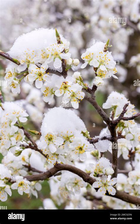 Snow Covered Pear Tree Blossoms After The Onset Of Winter Baden