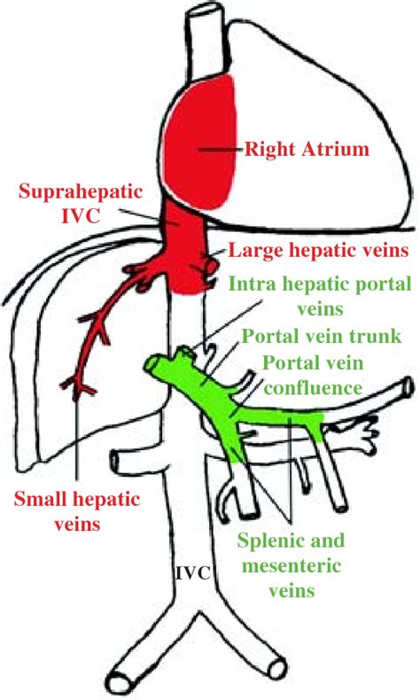 Hepatic Portal Vein Liver