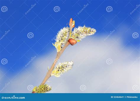 Pussy Willow Branch Stock Image Image Of Decoration 52464641