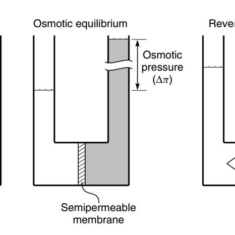 3 Representation Of A System In Osmosis Osmotic Equilibrium And