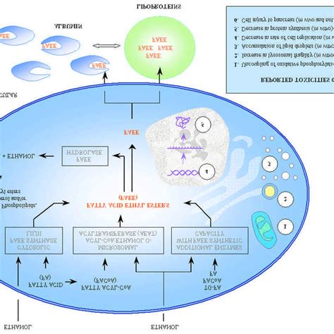 Oxidative And Non Oxidative Pathways Of Ethanol Metabolism