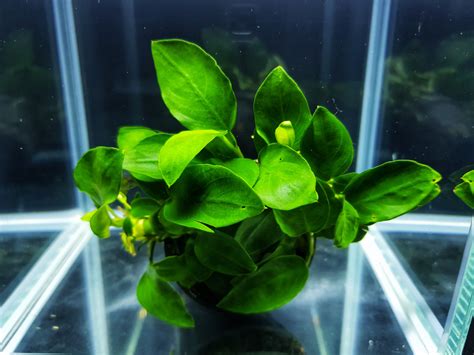 Anubias Nana Flowerfish