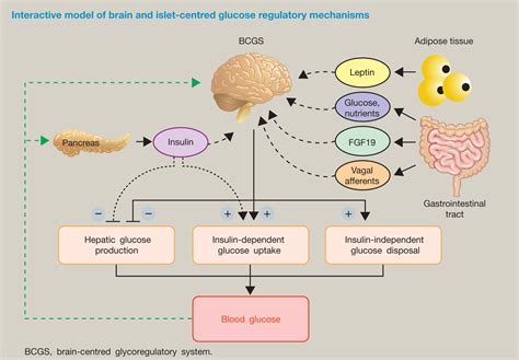 Hormonal Control Of Metabolism Regulation Of Plasma Glucose