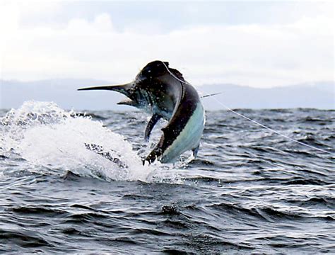 Black Marlin – "OCEAN TREASURES" Memorial Library