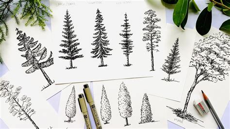 Let's Sketch Trees- Pine Trees | Birch Tree | Shrubs | Bushes - Floral ...