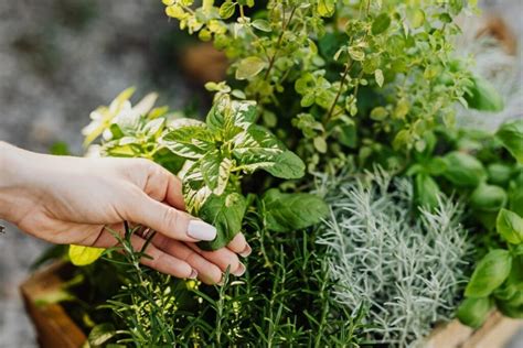 Next Level Gardening: Finding The Best Potting Soil for Herbs