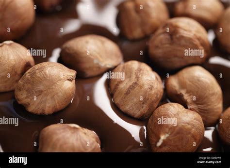 Melted Dark Chocolate With Hazelnuts Making Chocolate Bar Stock Photo