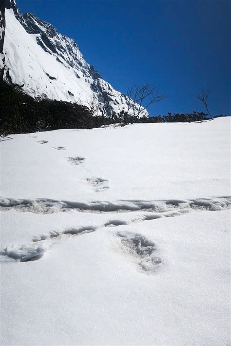 Yeti Footprints Found in Nepal Are Maybe (Definitely) From a Bear - The