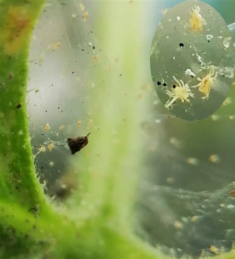 На огурцах в теплице паутинный клещ фото листьев, чем обработать огурцы ...