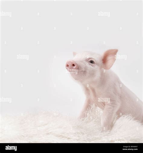 Piglet Hi Res Stock Photography And Images Alamy