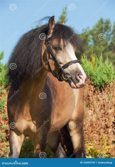 Portrait Of Buckskin Welsh Pony Stock Photo Image Of Head Equestrian