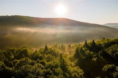 Vista aérea da manhã nevoenta brilhante sobre as árvores da floresta