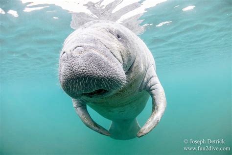 Swim with Manatees – Fun 2 Dive Manatee Tours Swimming With Manatees