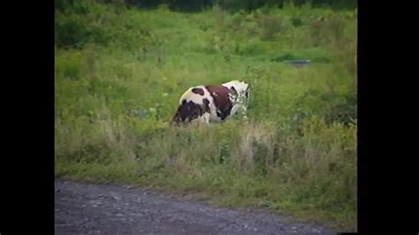 Free Red Hot Porn Videos XHamster