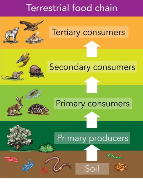 Terrestrial food chains including soil | Food chain, Soil conservation ...