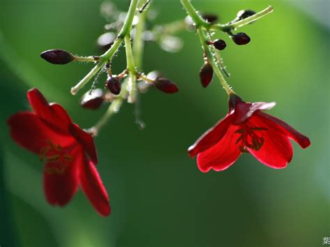 Весна обои открытки. Основной цвет обоев: Миртовый