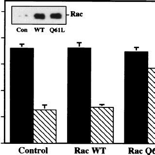 Expression Of An Effector Domain Mutant Of Rac That Impairs Cy