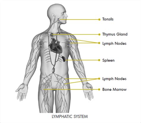 Schematic Diagram Of Lymphatic System