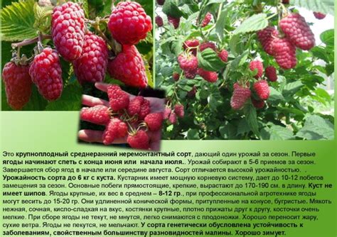 Малина Гордость России. Описание сорта, фото, отзывы, особенности ...