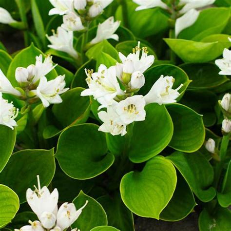 Hosta Monster Ears for Sale online in EU directly from Holland