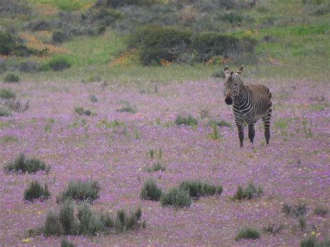 Community Forum Mammal Watching