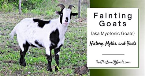 Fainting Goats Aka Myotonic Goats History Myths And Facts