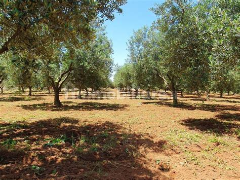 Terreno Agricolo Contrada Mottola Partinico Rif 105185129