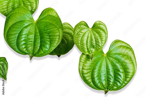 Leaves Of Dioscorea Alataheart Shape On A White Background Stock