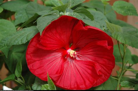 Hibiskus Bagienny Xxl Luna Red Hibiscus Moscheutos Xxl Luna Red